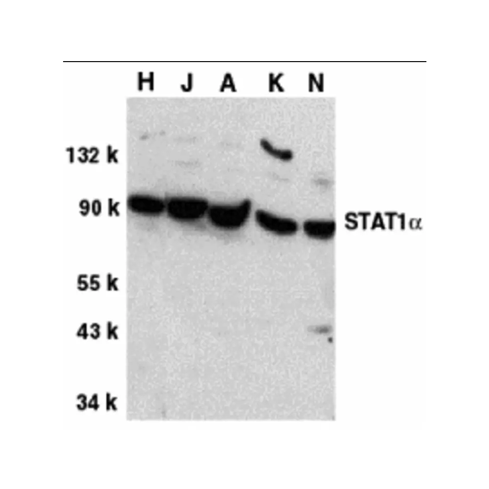 ProSci 1021 STAT1 alpha Antibody, ProSci, 0.1 mg/Unit Primary Image