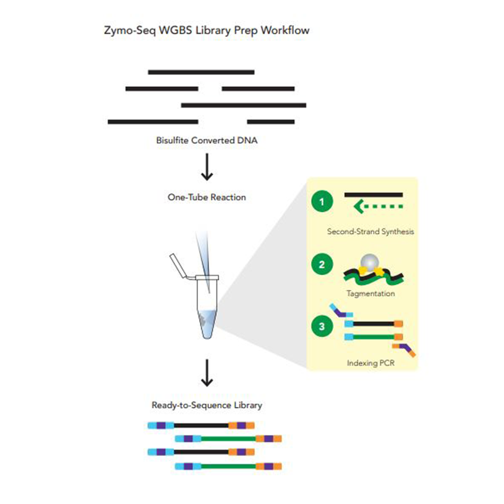 Zymo Research D5465 Zymo-Seq WGBS Library Kit, NGS, 24 Preps/Unit secondary image