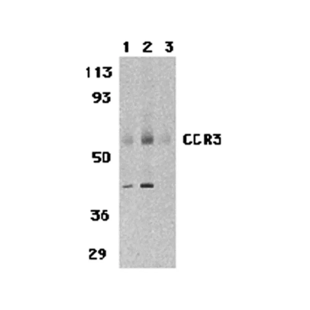 ProSci 1109 CCR3 Antibody, ProSci, 0.1 mg/Unit Primary Image