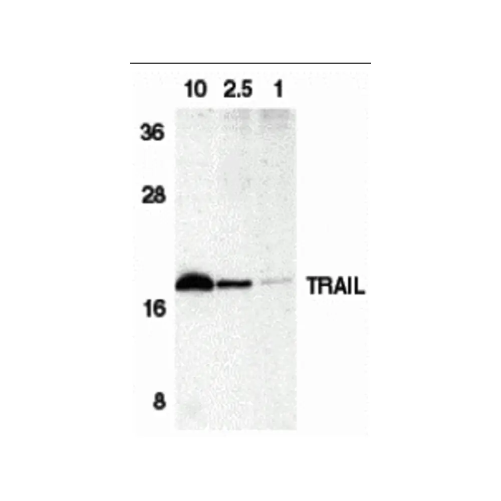 ProSci 1113 Trail Antibody, ProSci, 0.1 mg/Unit Primary Image