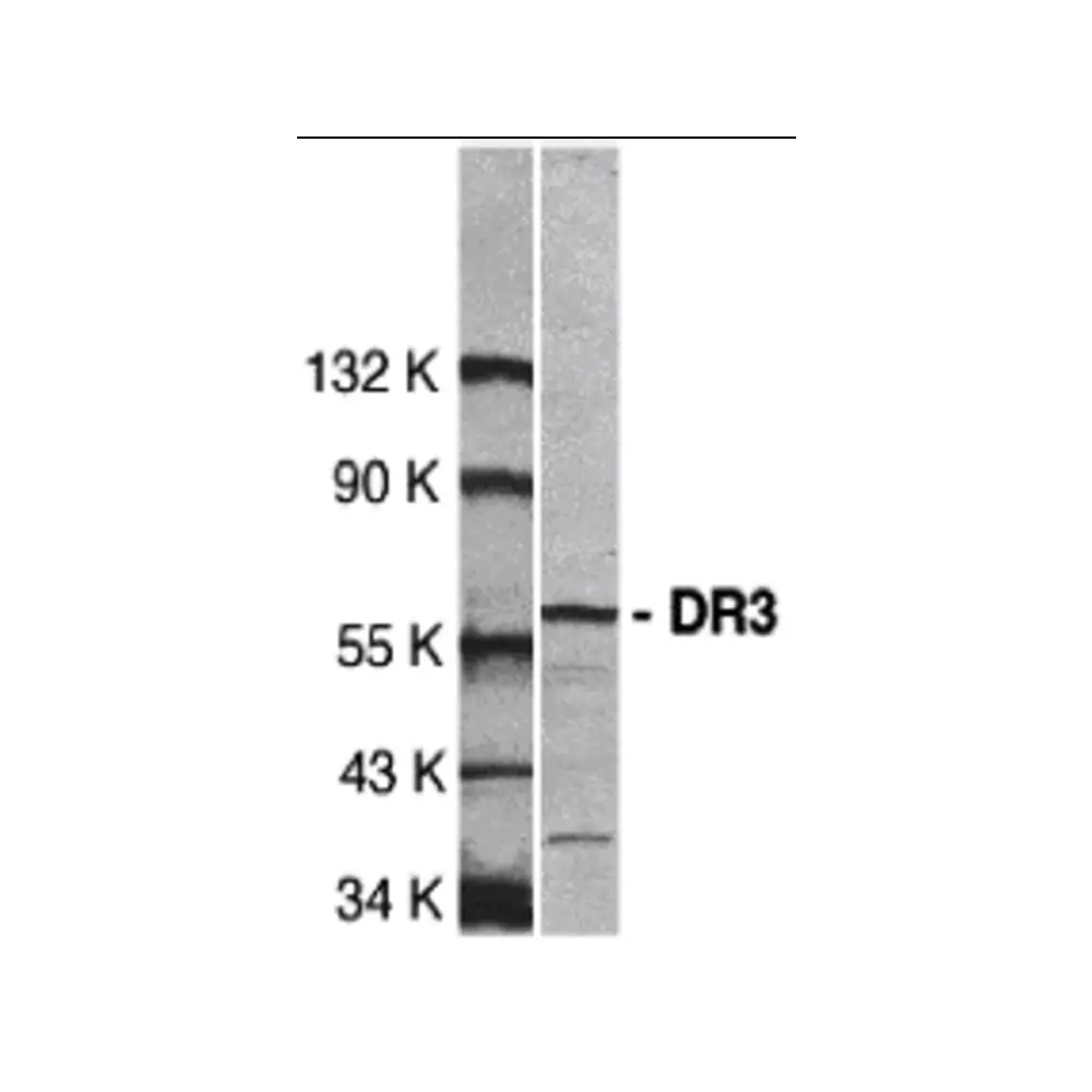 ProSci 1120 DR3 Antibody, ProSci, 0.1 mg/Unit Primary Image