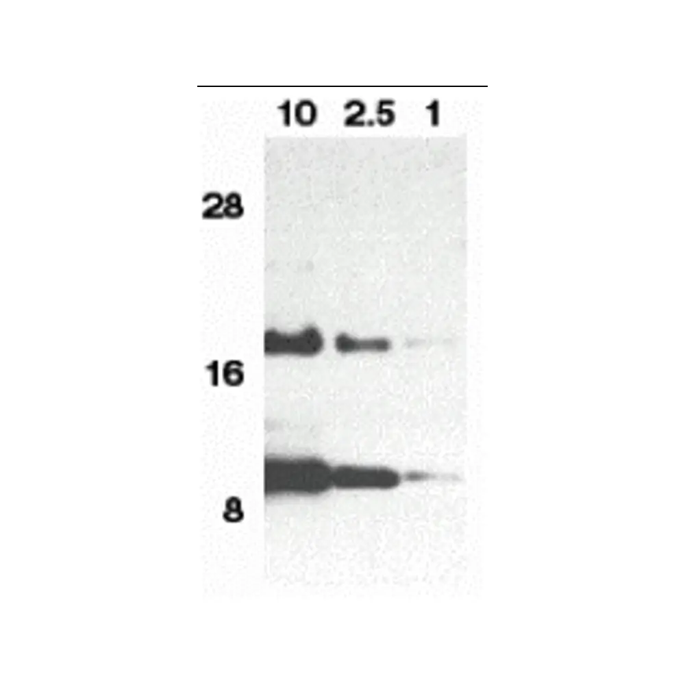 ProSci 1123 Eotaxin Antibody, ProSci, 0.1 mg/Unit Primary Image