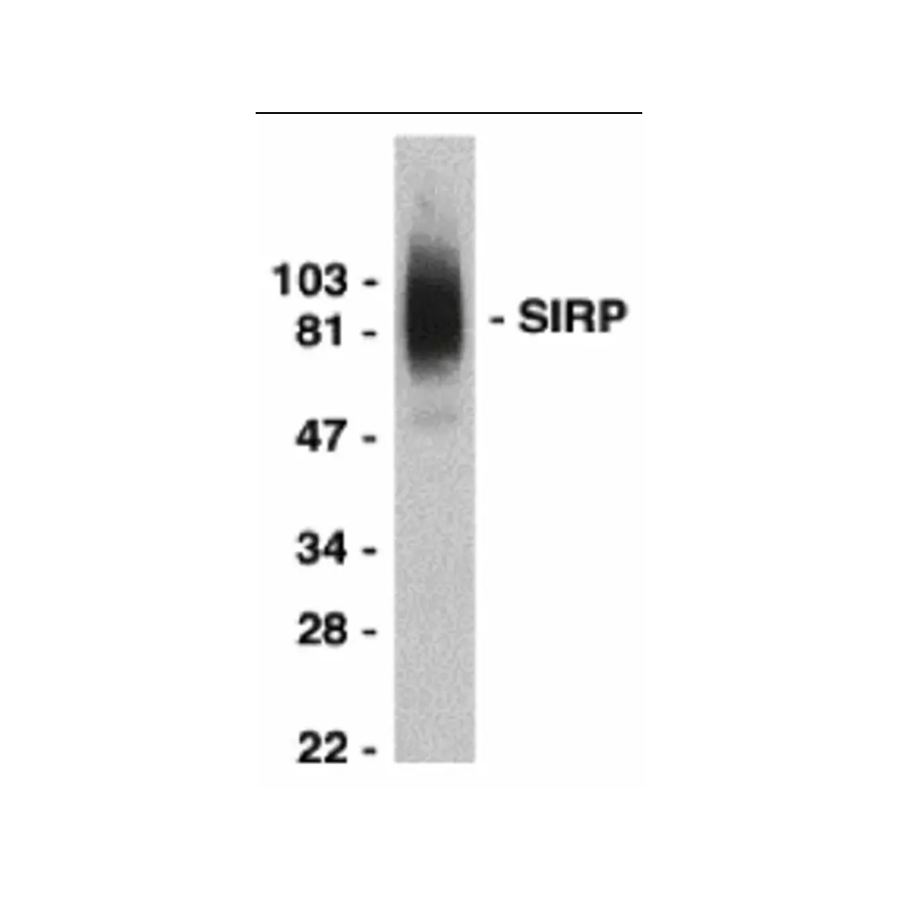 ProSci 1125 SIRP alpha Antibody, ProSci, 0.1 mg/Unit Primary Image