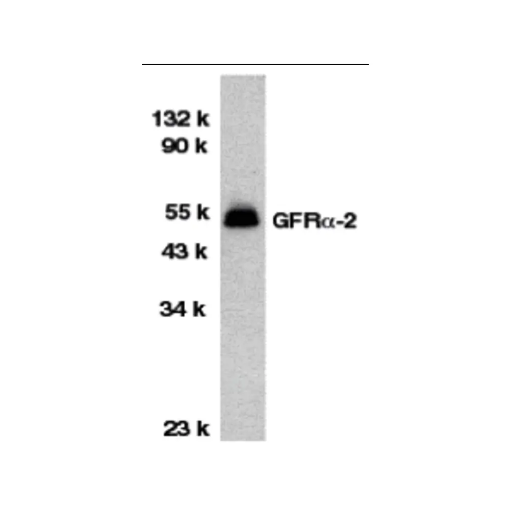 ProSci 1135 GFR alpha 2 Antibody, ProSci, 0.1 mg/Unit Primary Image