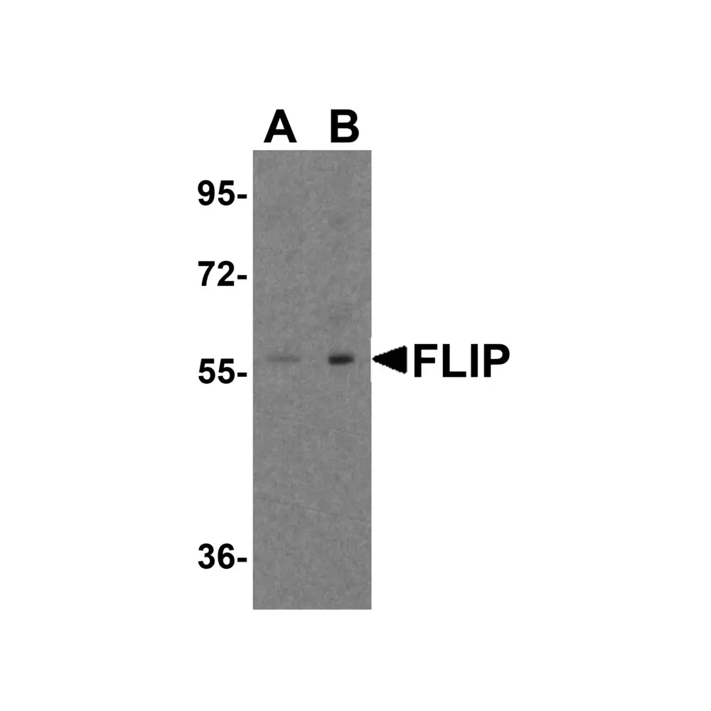 ProSci 1156 FLIP Antibody, ProSci, 0.1 mg/Unit Primary Image