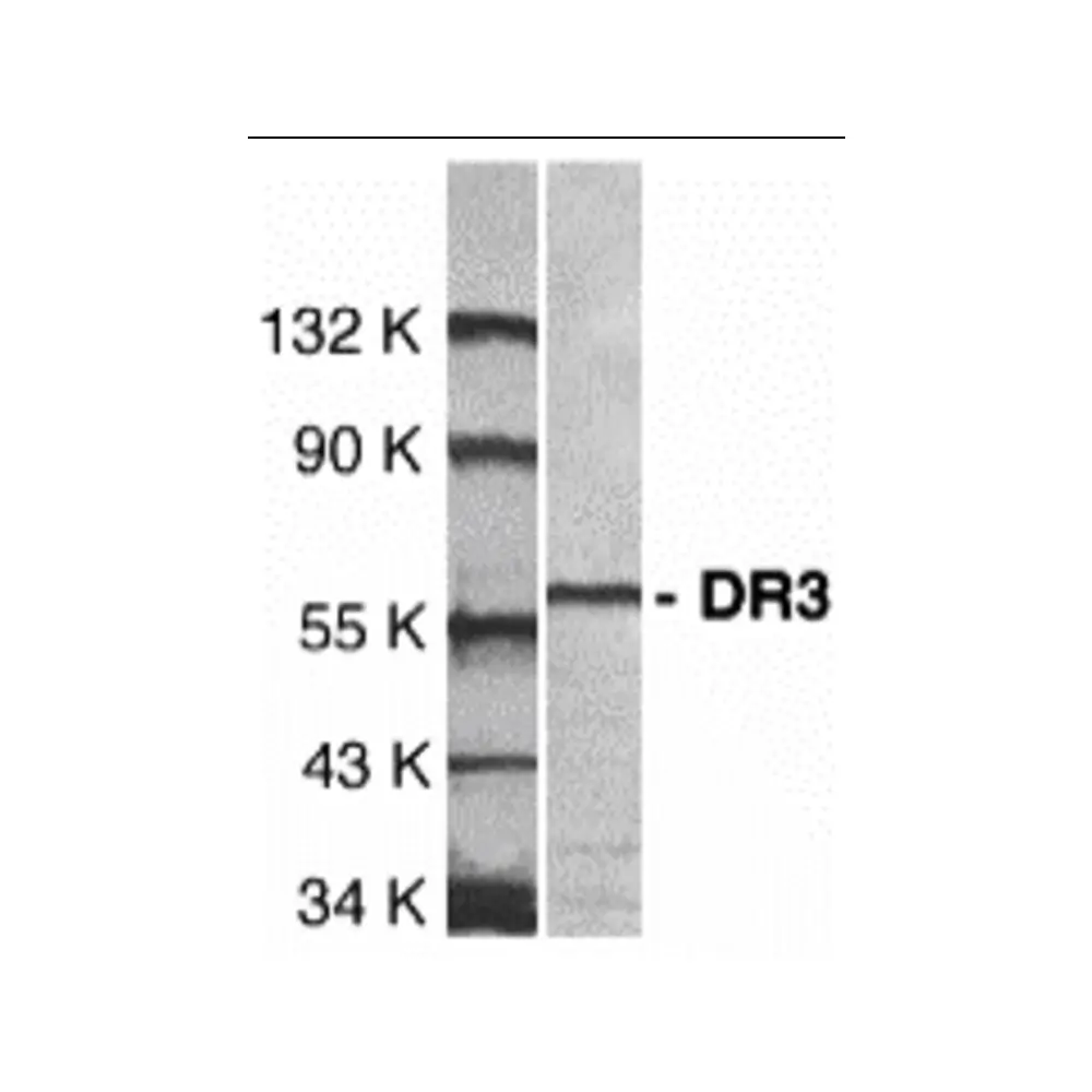 ProSci 1158_S DR3 Antibody, ProSci, 0.02 mg/Unit Primary Image