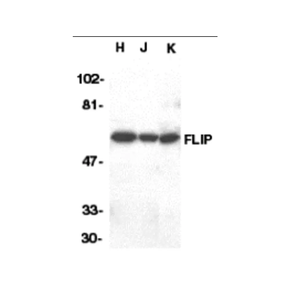 ProSci 1161_S FLIP Antibody, ProSci, 0.02 mg/Unit Primary Image