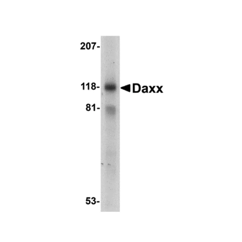 ProSci 1163_S Daxx Antibody, ProSci, 0.02 mg/Unit Primary Image