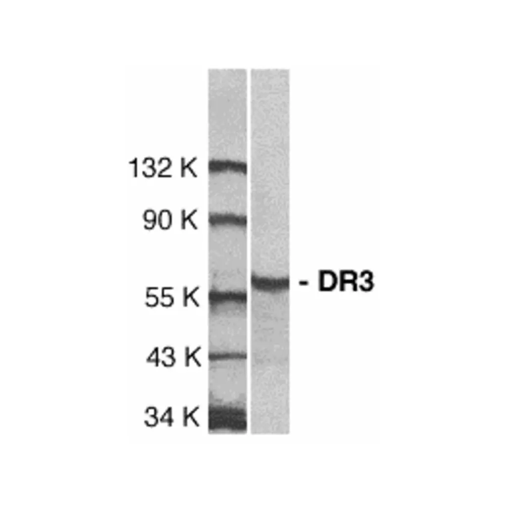 ProSci 1166 DR3 Antibody, ProSci, 0.1 mg/Unit Primary Image