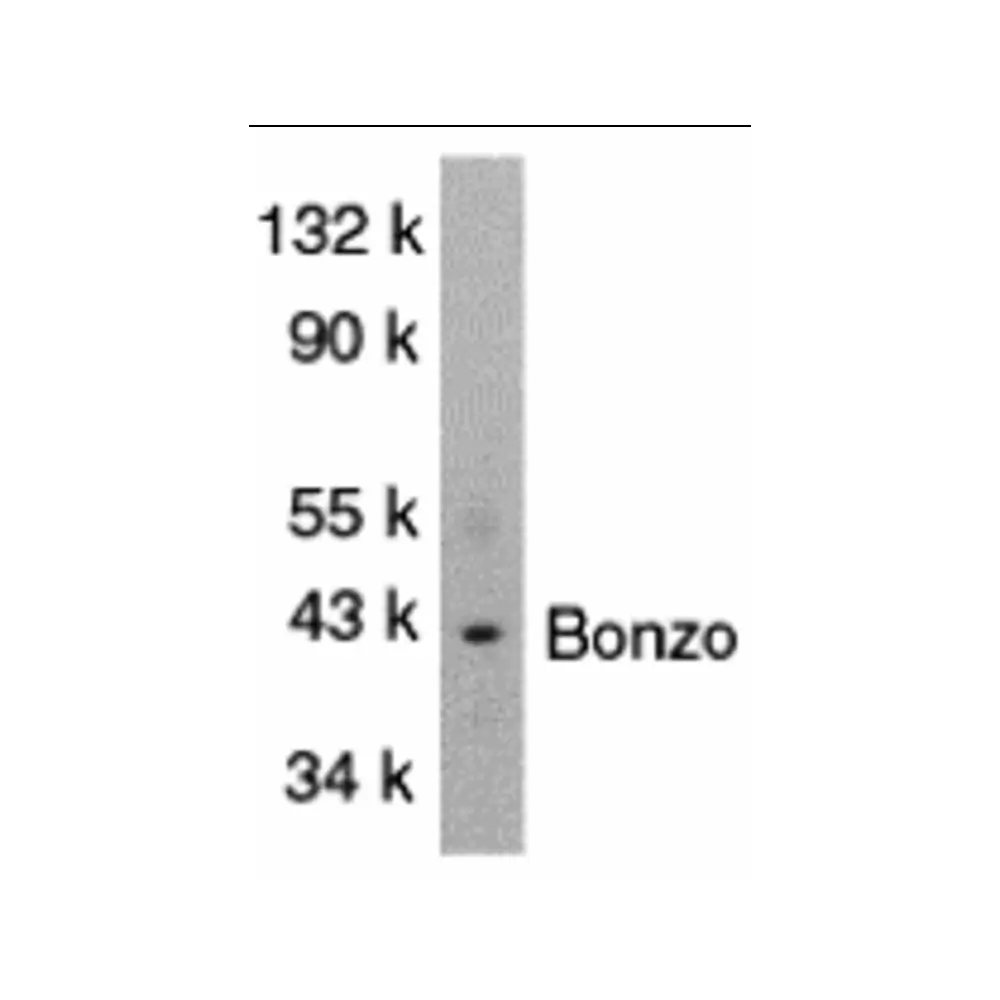 ProSci 1170_S Bonzo Antibody, ProSci, 0.02 mg/Unit Primary Image