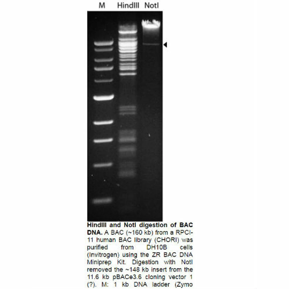 Zymo Research D4048 ZR BAC DNA Miniprep Kit, Zymo Research, 25 Preps/Unit secondary image