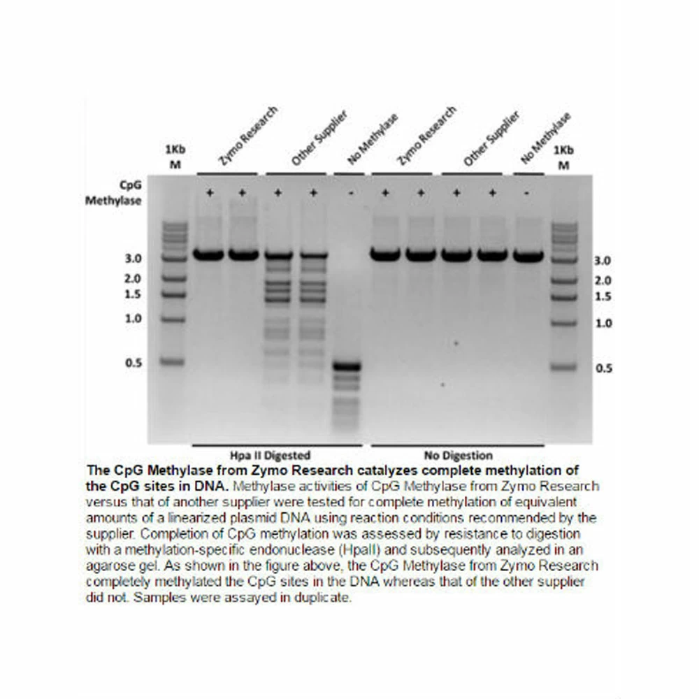 Zymo Research E2011 CpG Methylase (M. Sssl), Zymo Research, 200U/Unit secondary image