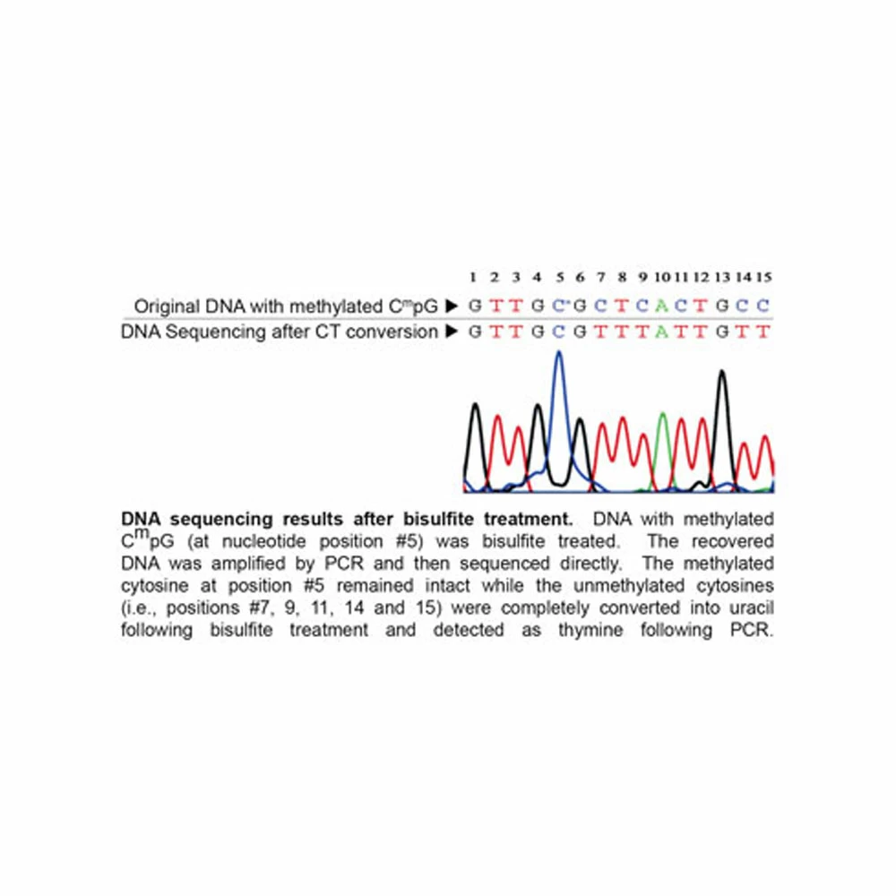 Zymo Research D5002 EZ DNA Methylation Kit, Zymo Research, 200 Rxns/Unit secondary image