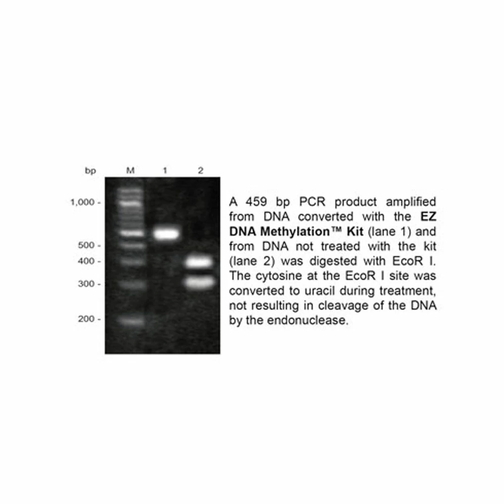 Zymo Research D5002 EZ DNA Methylation Kit, Zymo Research, 200 Rxns/Unit tertiary image