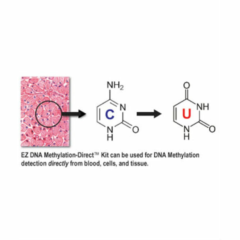 Zymo Research D5021 EZ DNA Methlyation-Direct Kit, Zymo Research, 200 Rxns/Unit secondary image