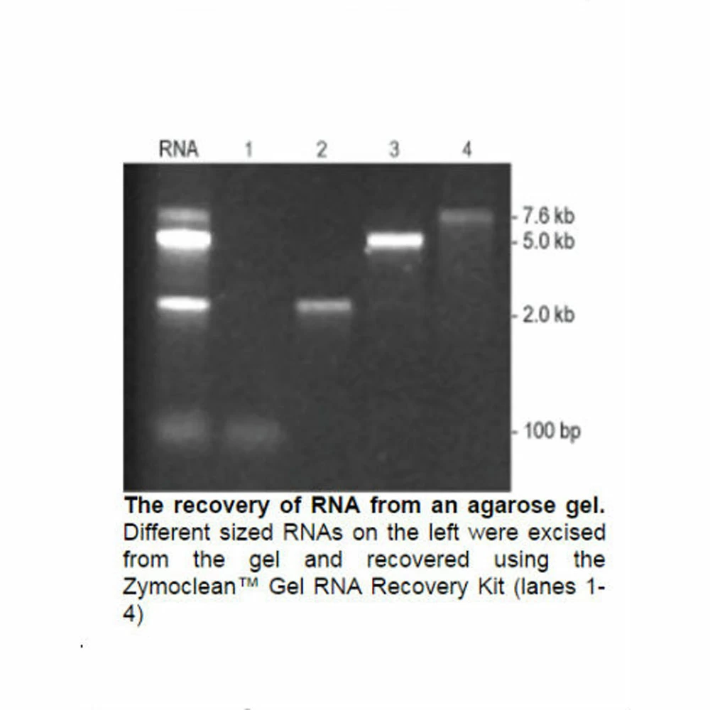 Zymo Research R1011 Zymoclean Gel RNA Recovery Kit, Zymo Research, 50 Preps/Unit tertiary image
