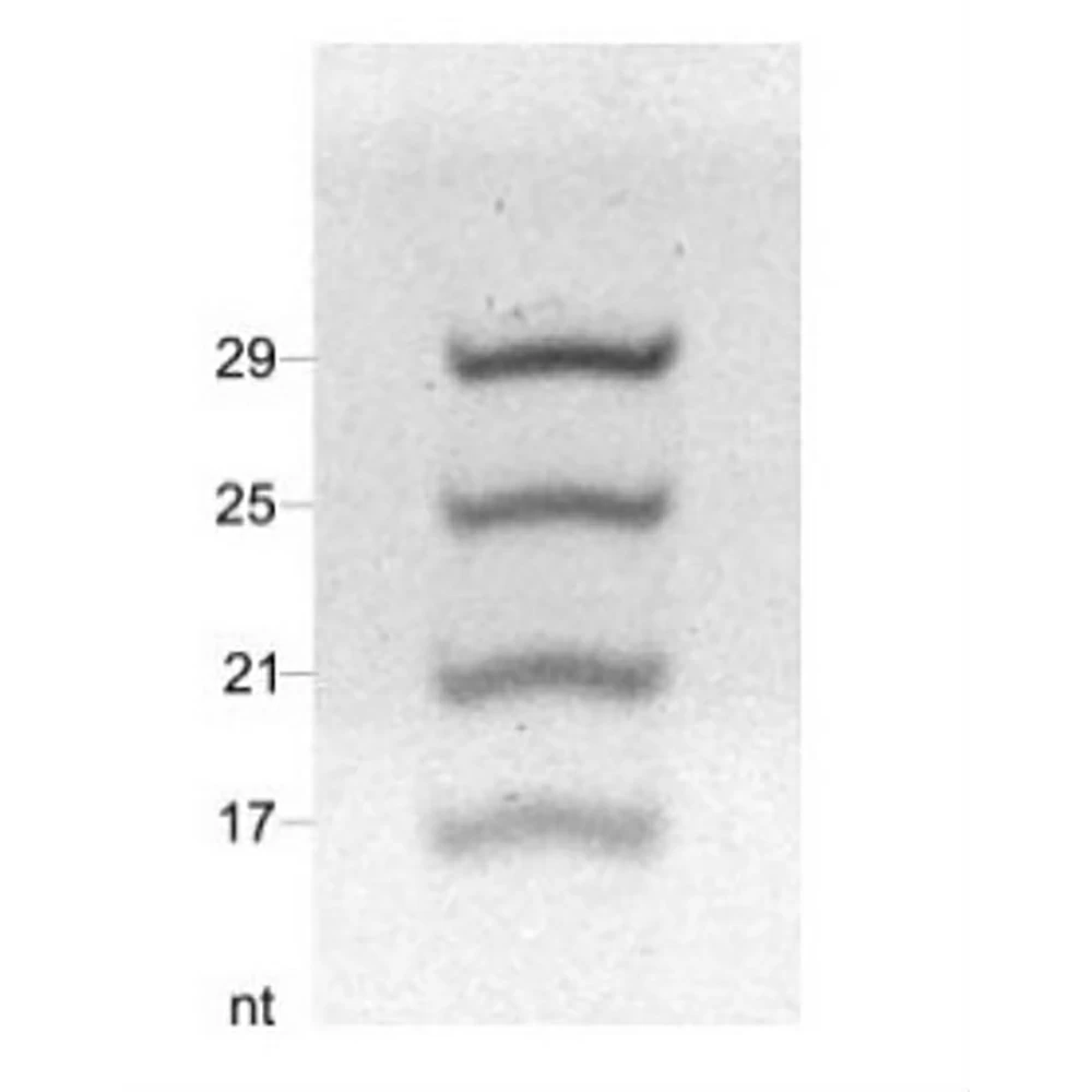 Zymo Research R1090 ZR small-RNA Ladder, Zymo Research, 10 