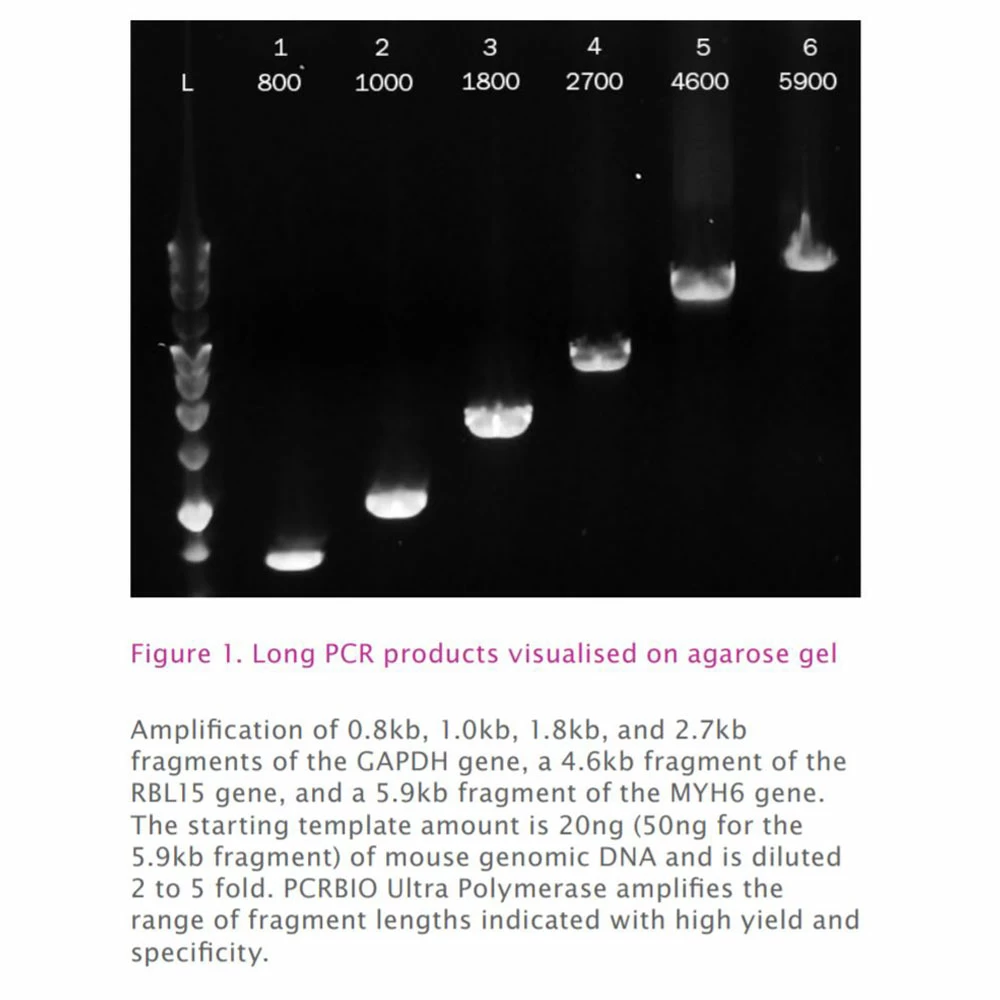 PCR Biosystems PB10.31-10 PCRBIO Ultra Polymerase, 4 Polymerase & 8 x 1ml Buffer, 1000U/Unit secondary image