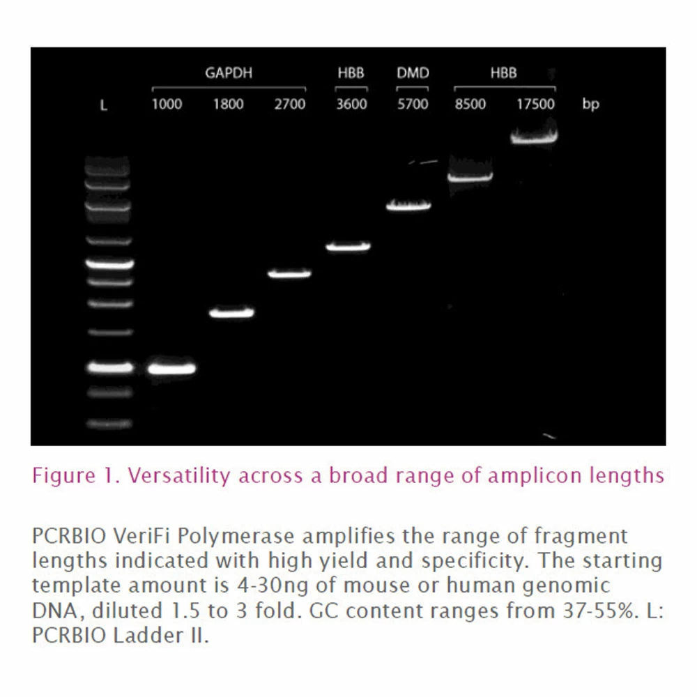 PCR Biosystems PB10.44-01 PCRBIO VeriFi