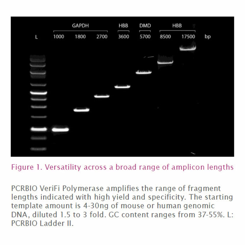 PCR Biosystems PB10.42-05 PCRBIO VeriFi