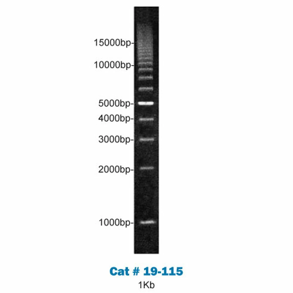 Apex Bioresearch Products 19-115 Apex 1 Kb DNA Ladder, 200 Gel Lanes, 1kb - 15kb, 1 ml/Unit tertiary image