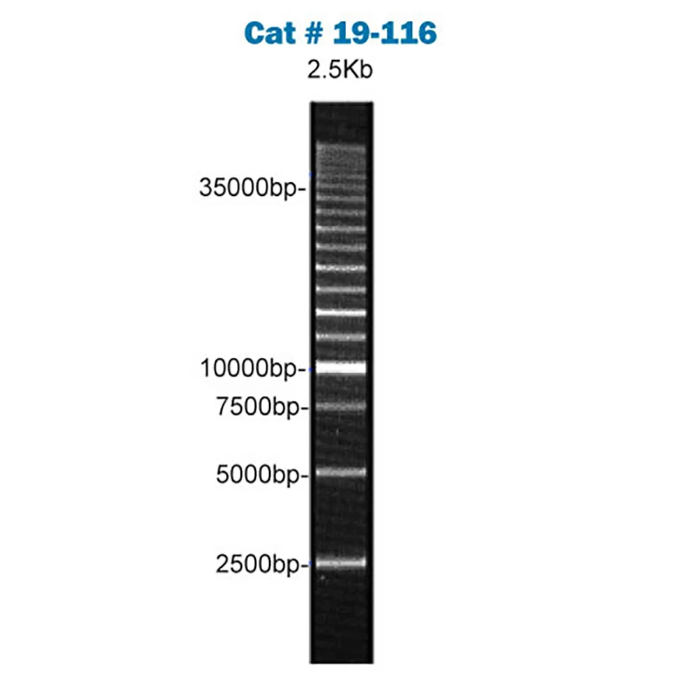 Apex Bioresearch Products 19-116 Apex 2.5Kb DNA Ladder, 200 Gel Lanes, 1 ml/Unit tertiary image