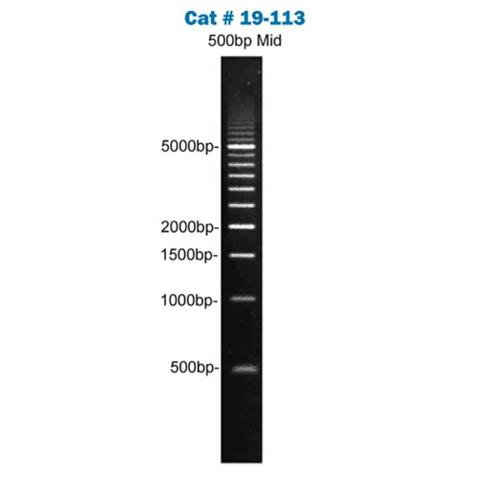 Apex Bioresearch Products 19-113 Apex 500bp DNA Ladder, 200 Gel Lanes, 500bp - 5kb, 1ml/Unit tertiary image