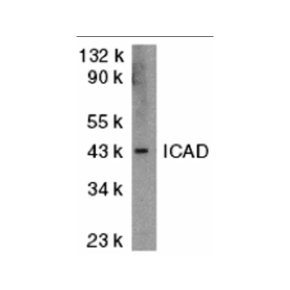 ProSci 2001 ICAD Antibody, ProSci, 0.1 mg/Unit Primary Image