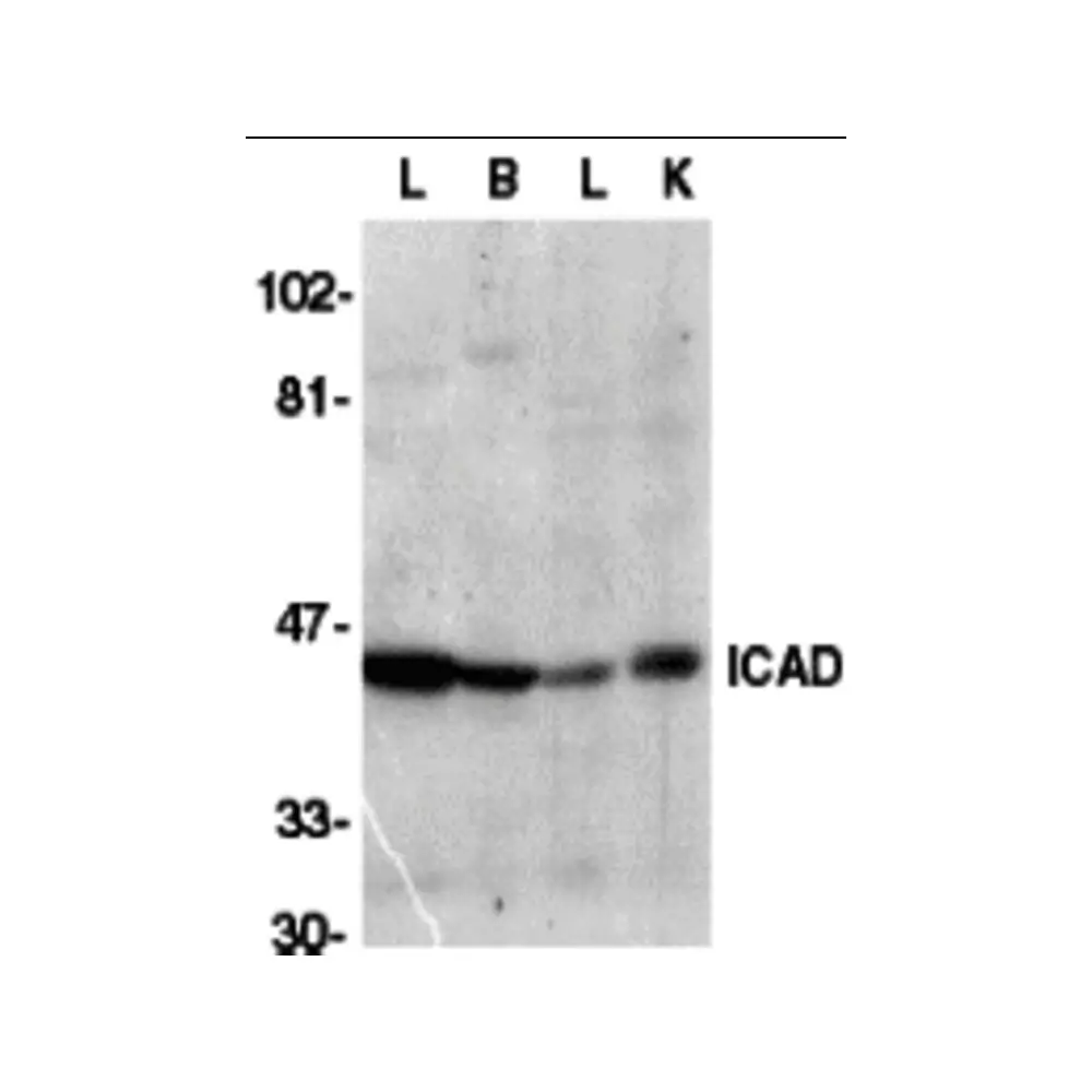 ProSci 2003 ICAD Antibody, ProSci, 0.1 mg/Unit Primary Image