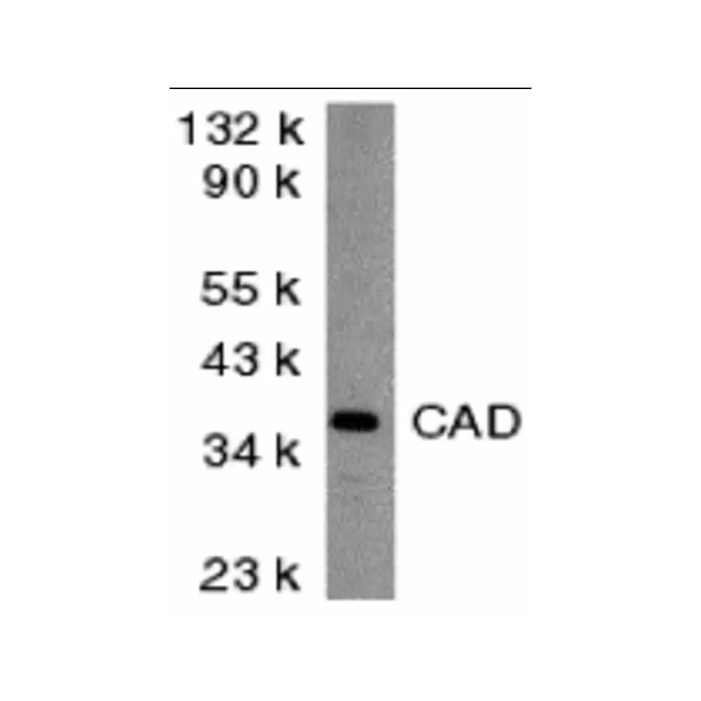 ProSci 2007 CAD Antibody, ProSci, 0.1 mg/Unit Primary Image