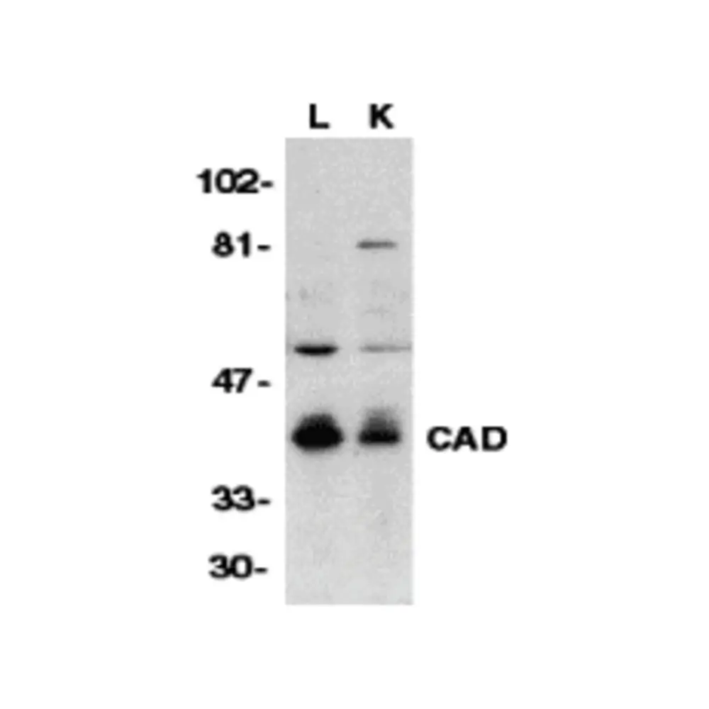 ProSci 2011 CAD Antibody, ProSci, 0.1 mg/Unit Primary Image