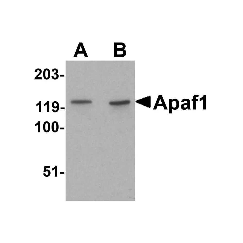 ProSci 2013 Apaf1 Antibody, ProSci, 0.1 mg/Unit Primary Image