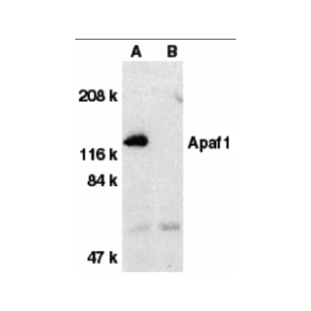 ProSci 2015 Apaf1 Antibody, ProSci, 0.1 mg/Unit Primary Image