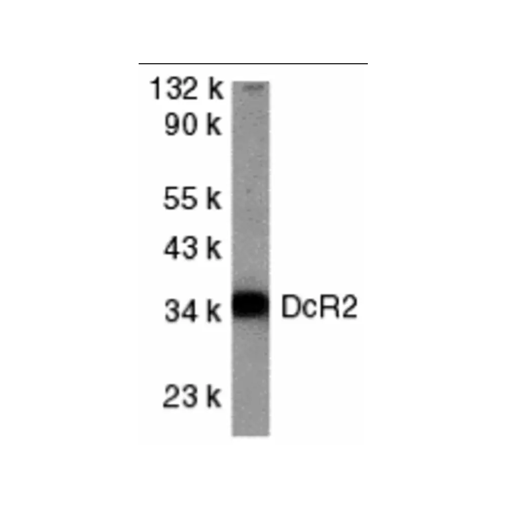 ProSci 2021_S DcR2 Antibody, ProSci, 0.02 mg/Unit Primary Image