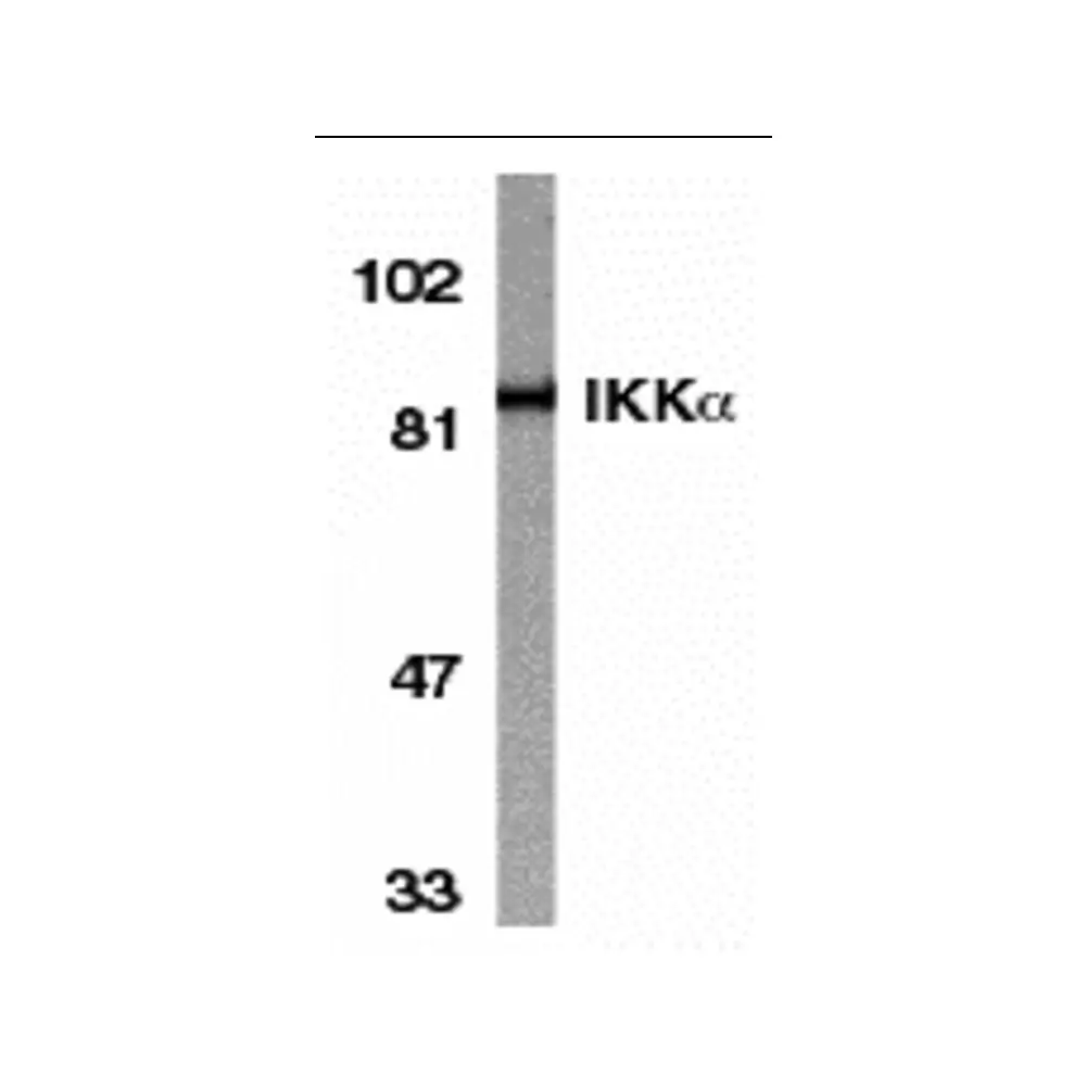 ProSci 2025 IKK alpha Antibody, ProSci, 0.1 mg/Unit Primary Image