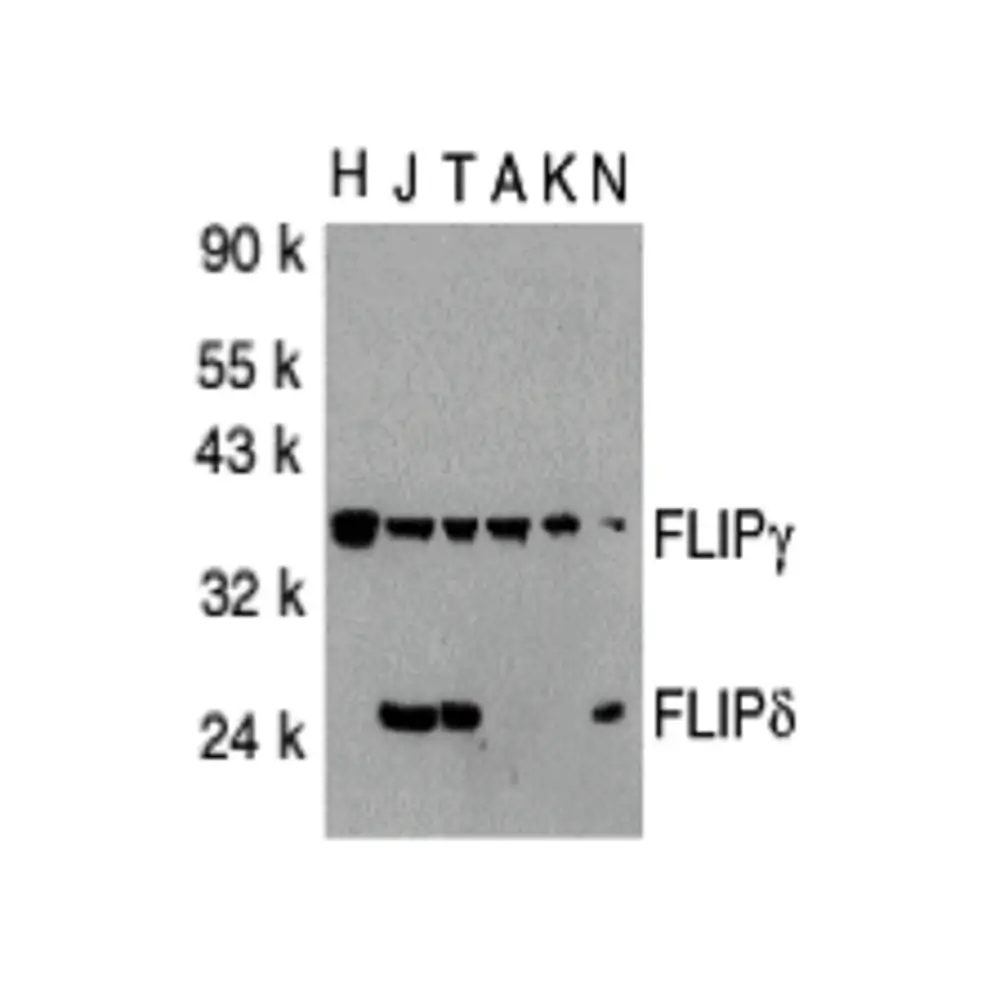 ProSci 2055_S FLIP Antibody, ProSci, 0.02 mg/Unit Primary Image