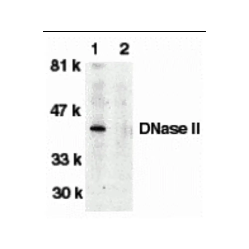 ProSci 2059 DNase II Antibody, ProSci, 0.1 mg/Unit Primary Image