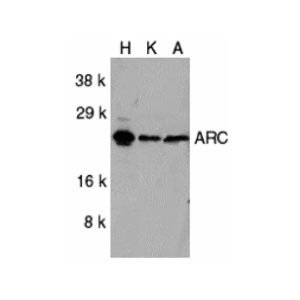 ProSci 2081 ARC Antibody, ProSci, 0.1 mg/Unit Primary Image