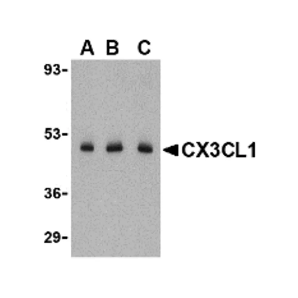 ProSci 2099_S CX3CL1 Antibody, ProSci, 0.02 mg/Unit Primary Image