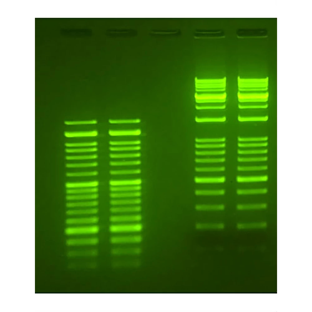 Apex Bioresearch Products 20-278D Apex Safe DNA Loading Dye, With Stain, 6x Concentration, 1.0ml/Unit secondary image