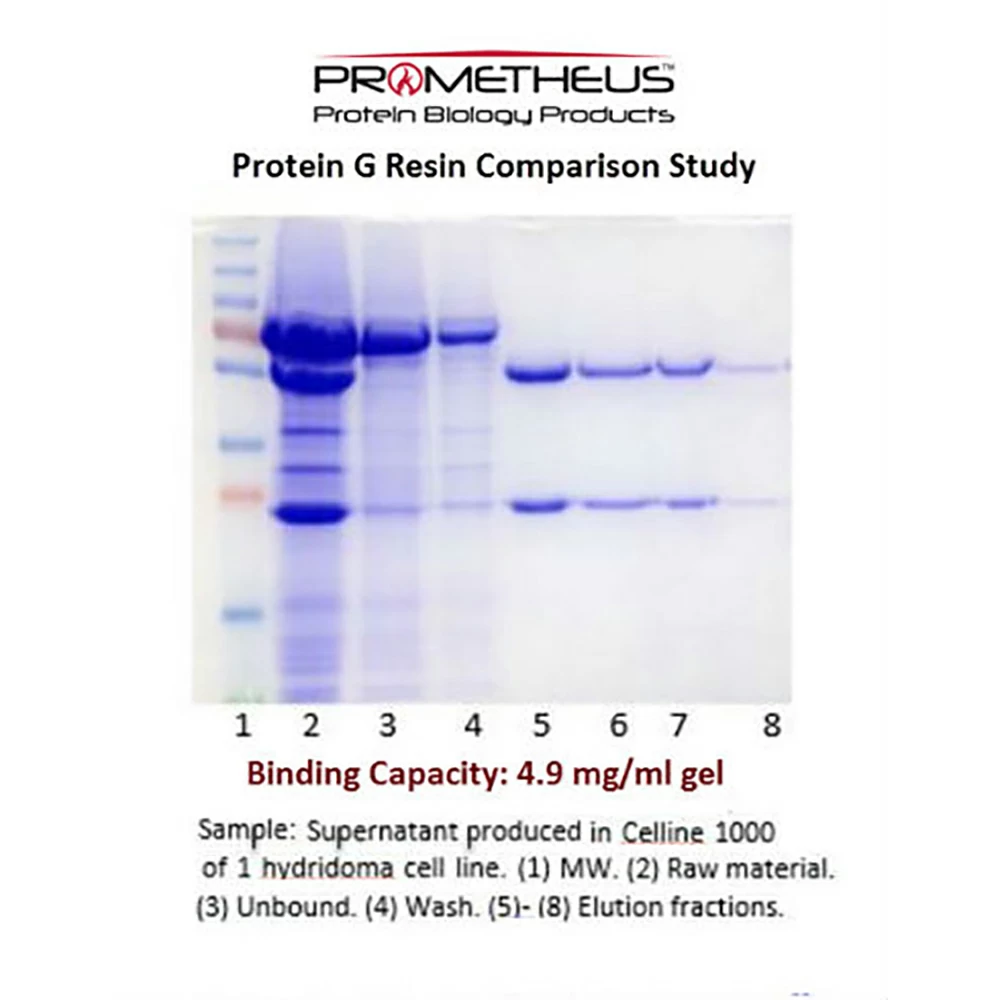 Prometheus Protein Biology Products 20-538 Protein G Agarose 4 Max Flow, Highly Cross-linked Beads, 4%, 25ml/Unit secondary image