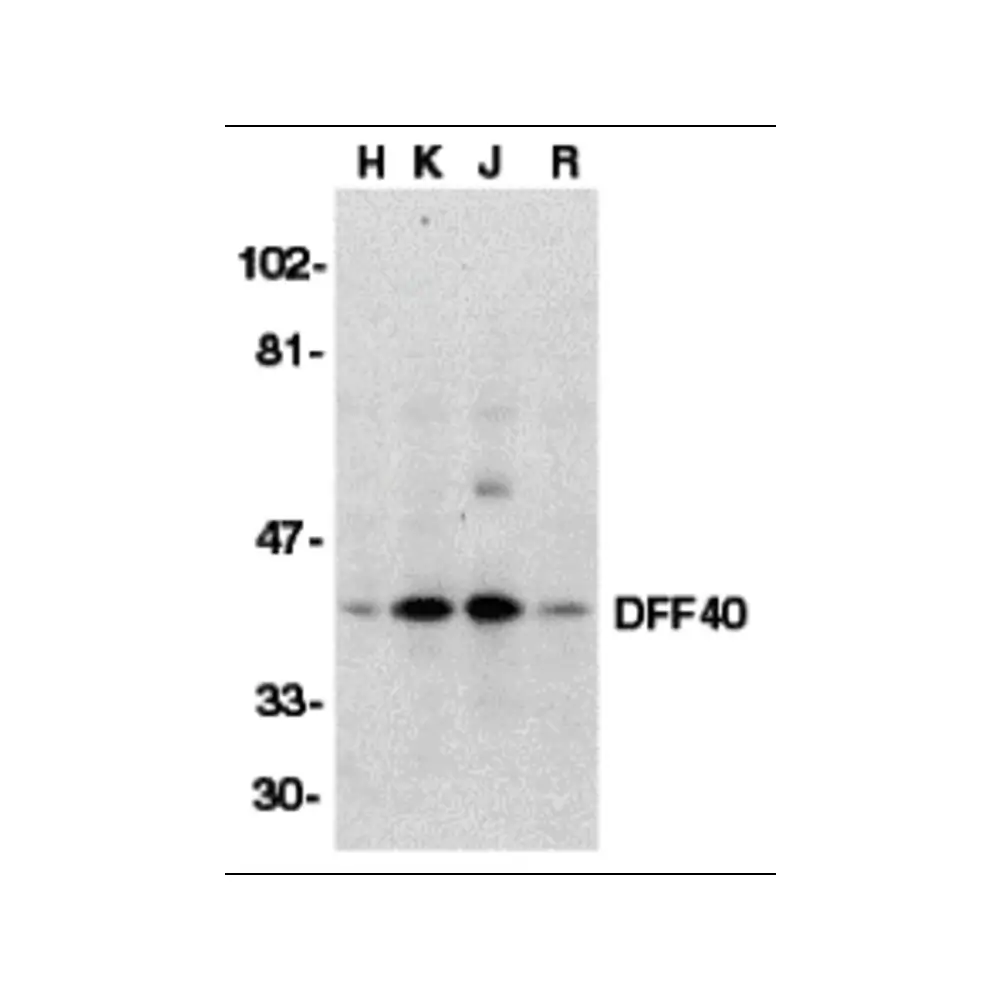 ProSci 2107_S DFF40 Antibody, ProSci, 0.02 mg/Unit Primary Image