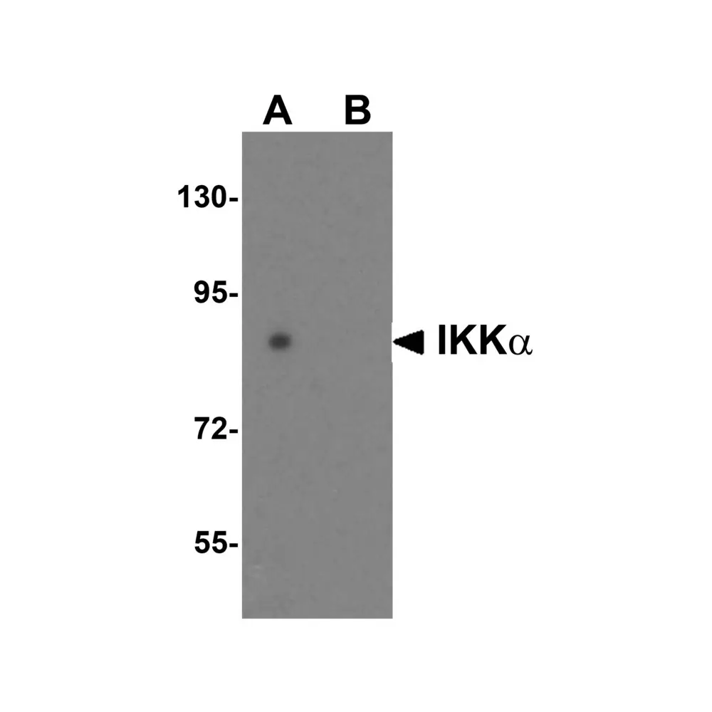 ProSci 2115 IKK alpha Antibody, ProSci, 0.1 mg/Unit Primary Image