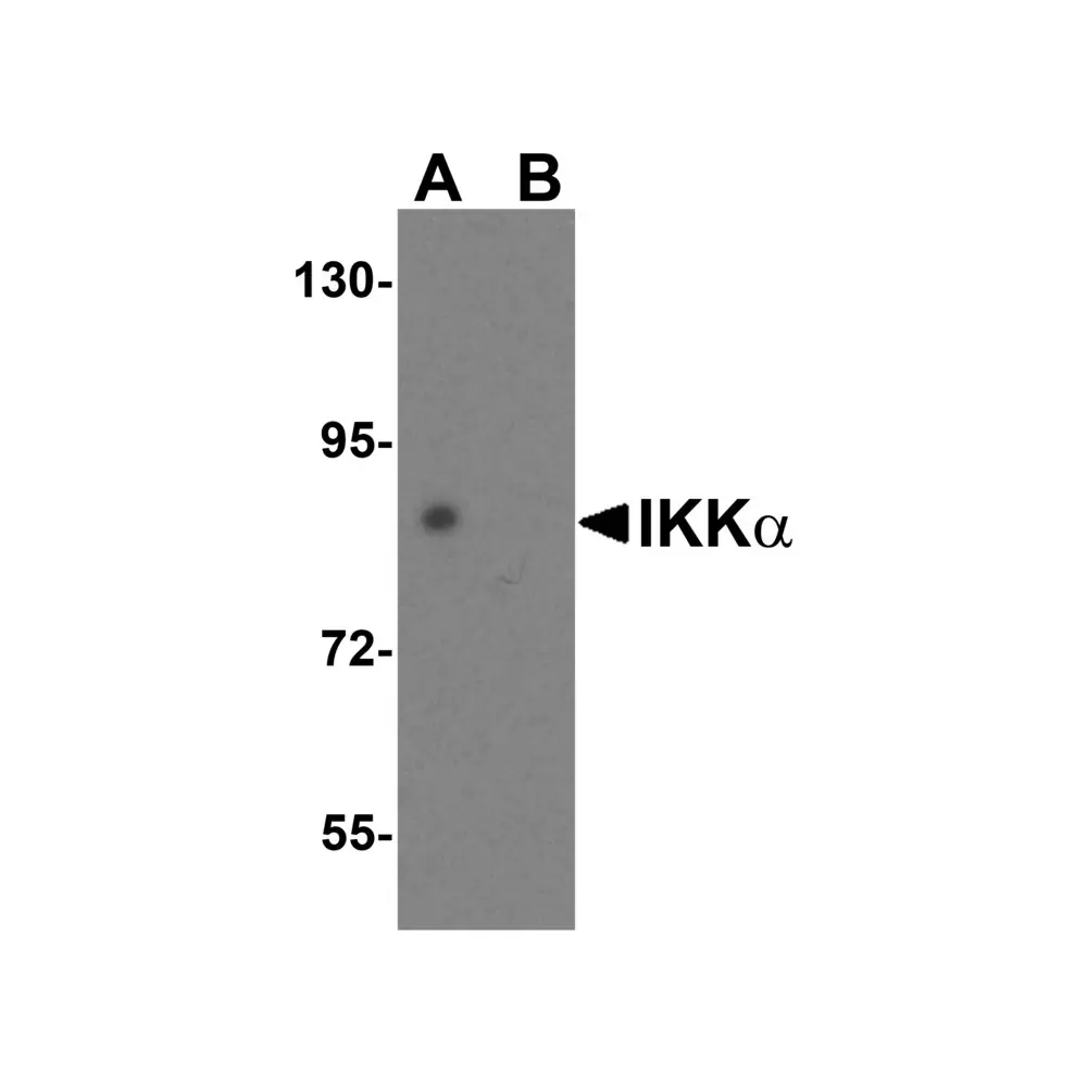 ProSci 2117 IKK alpha Antibody, ProSci, 0.1 mg/Unit Primary Image