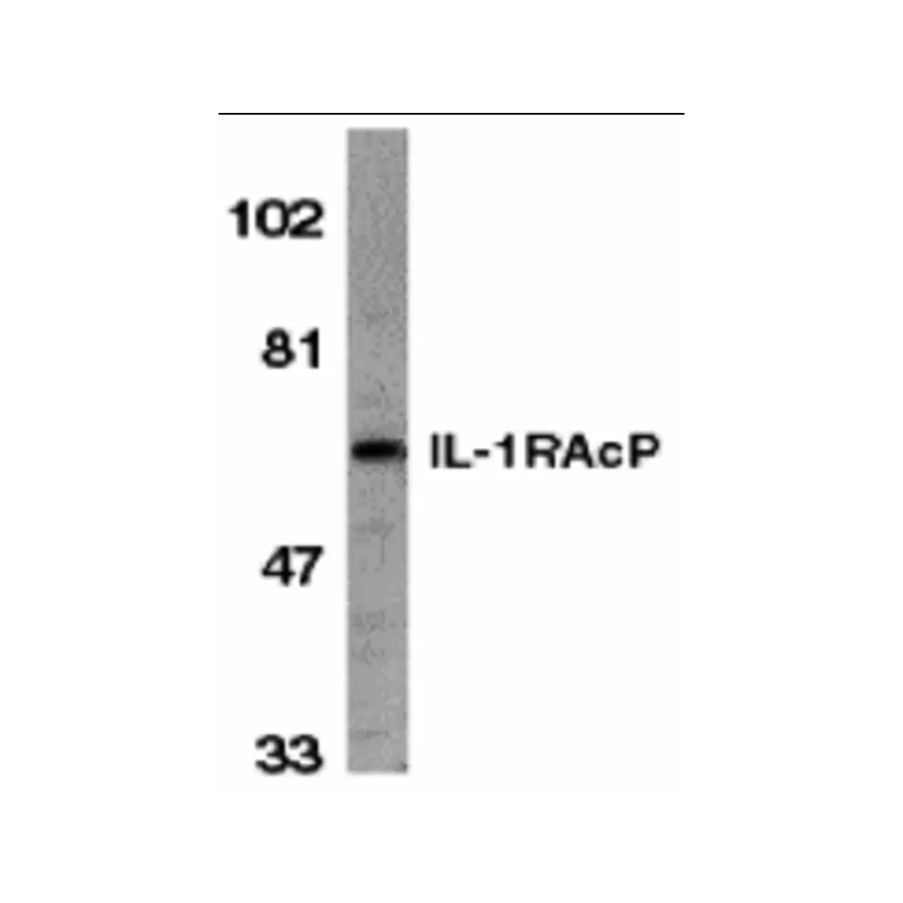 ProSci 2129 IL-1RAcP Antibody, ProSci, 0.1 mg/Unit Primary Image