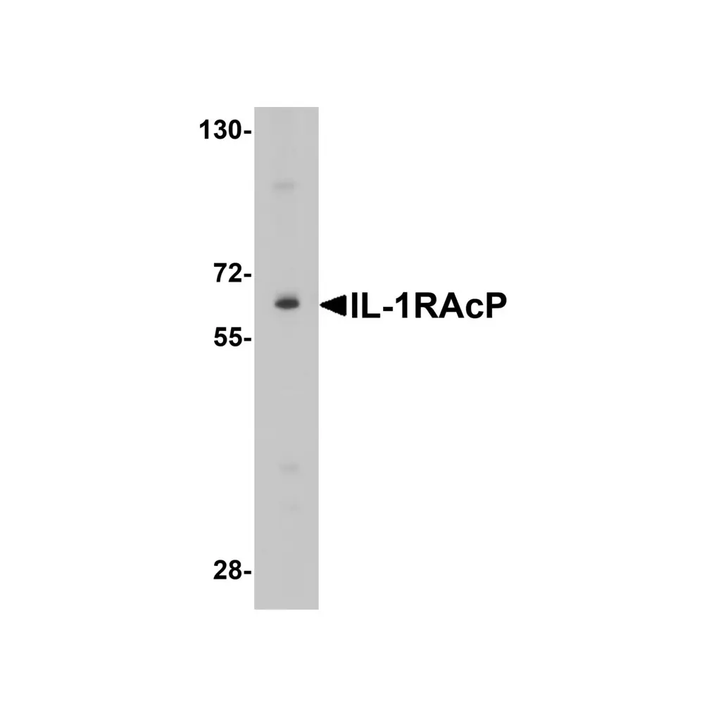 ProSci 2131 IL-1RAcP Antibody, ProSci, 0.1 mg/Unit Primary Image