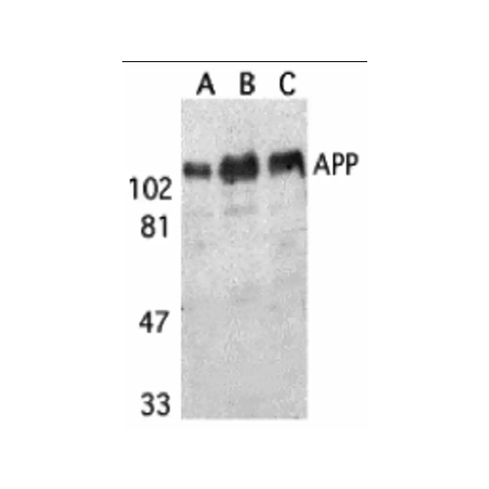 ProSci 2133_S APP Antibody, ProSci, 0.02 mg/Unit Primary Image