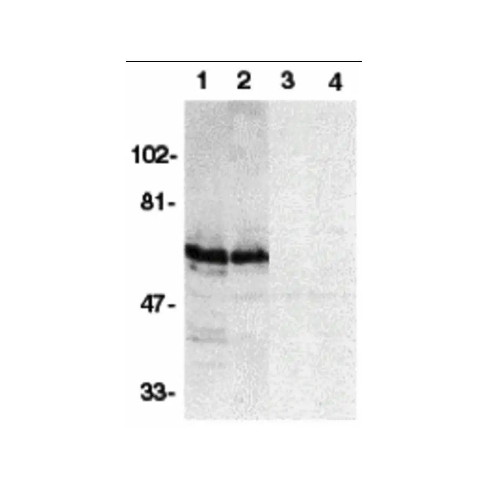 ProSci 2143 SODD Antibody, ProSci, 0.1 mg/Unit Primary Image