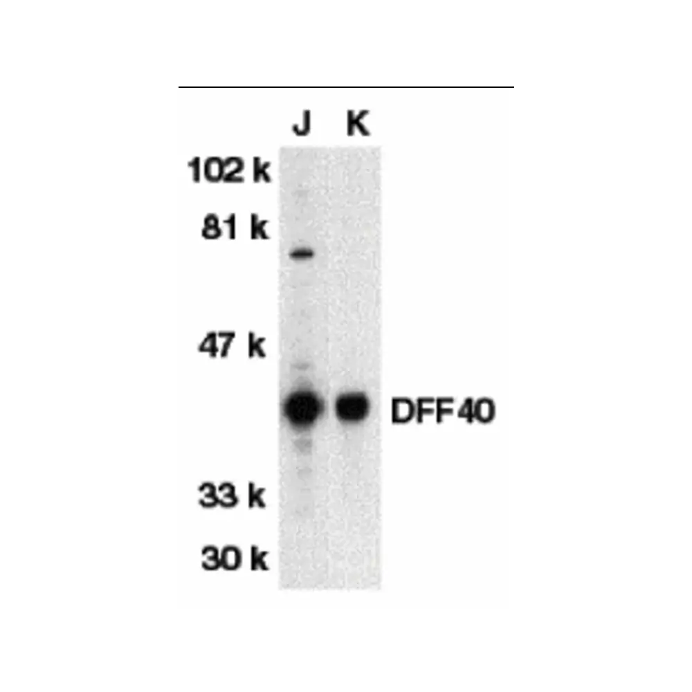 ProSci 2153_S DFF40 Antibody, ProSci, 0.02 mg/Unit Primary Image