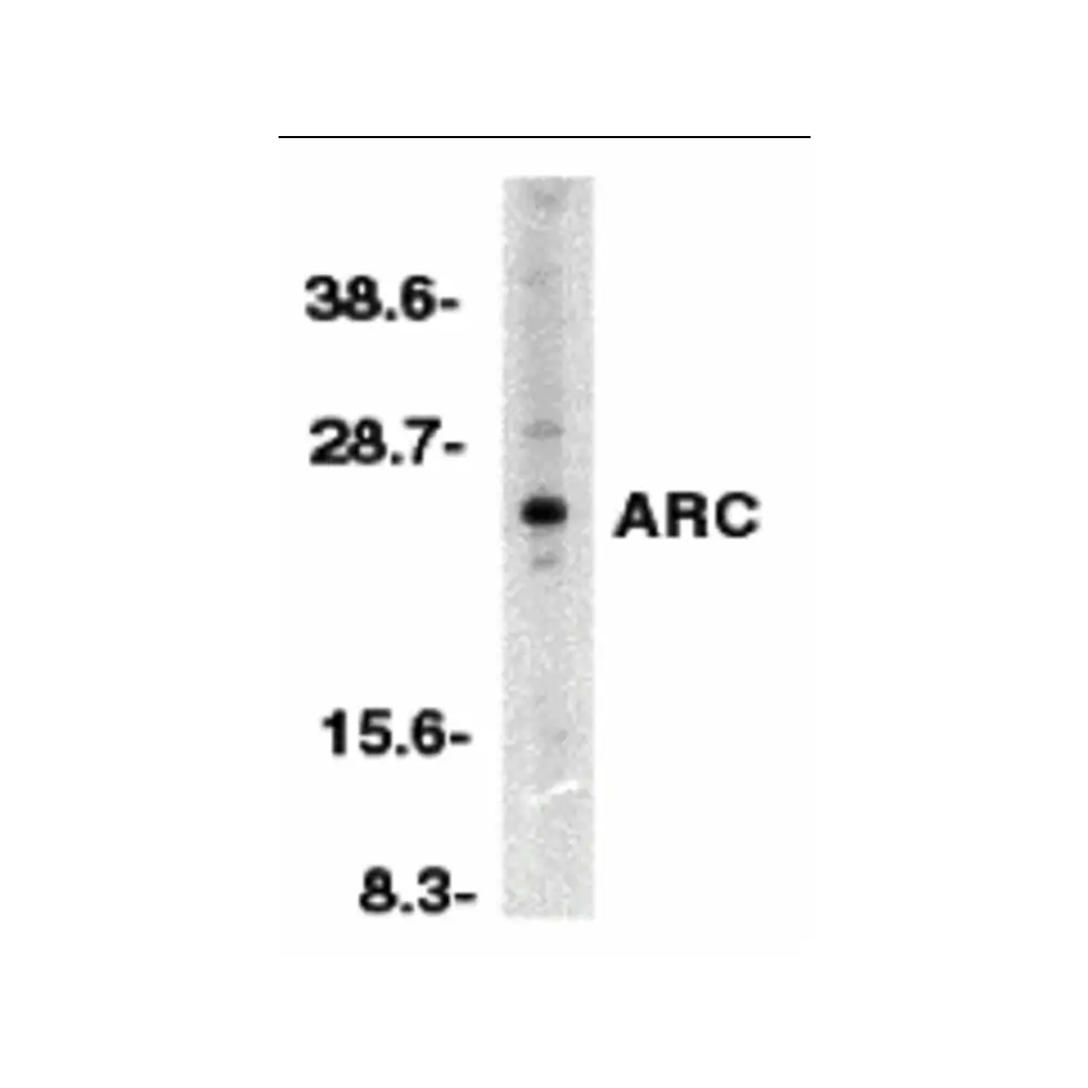 ProSci 2185_S ARC Antibody, ProSci, 0.02 mg/Unit Primary Image